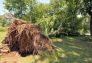 Central Park Storm Damage