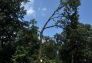 Central Park Storm Damage