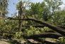 Central Park Storm Damage