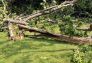 Central Park Storm Damage