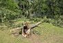 Central Park Storm Damage