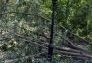 Central Park Storm Damage