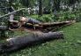 Central Park Storm Damage