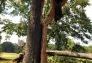 Central Park Storm Damage