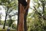 Central Park Storm Damage