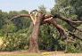 Central Park Storm Damage