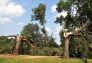 Central Park Storm Damage