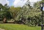 Central Park Storm Damage