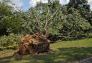 Central Park Storm Damage