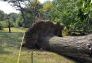 Central Park Storm Damage