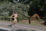 Central Park Storm Damage