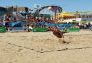 2009 Citywide Beach Volleyball Tournament