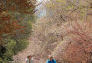 Central Park Bridal Path in Spring Bloom