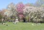 Central Park in Spring