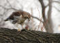 Hawk with Prey