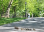 Central Park Ducks