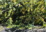 Maria Hernandez Park Storm Damage