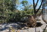 Maria Hernandez Park Storm Damage