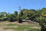 Maria Hernandez Park Storm Damage