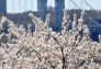 Spring at Fort Tryon Park