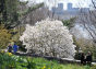 Spring at Fort Tryon Park