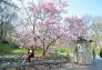 Spring in Central Park