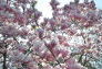 Cherry Blossoms in Central Park