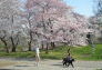 Spring in Central Park