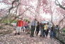 Cherry Trees and the Urban Park Rangers