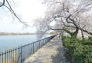 Cherries Along the Conservatory Water