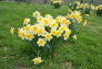 Daffodils in Central Park