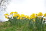 Daffodils in Central Park