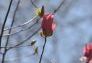 A Flowering Tree at Morningside Park