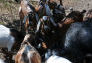 Goats at Freshkills Park