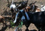 Goats at Freshkills Park