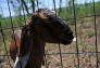 Goats at Freshkills Park