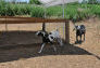 Goats at Freshkills Park