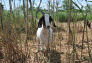 Goats at Freshkills Park