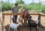 Goats at Freshkills Park