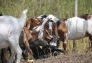 Goats at Freshkills Park