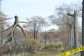 Downed Trees at Orchard Beach