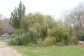 Downed Willow Tree at Soundview Park