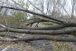 Downed Trees at Soundview Park