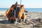 Cleanup at Coney Island