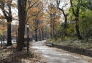 Fall in St. Nicholas Park