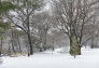 Winter Snow at Fort Greene Park