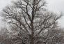 Winter Snow at Fort Greene Park