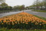 Tulips at World's Fair Marina