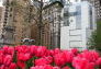 Tulips at Columbus Circle