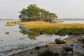 Sea Lettuce